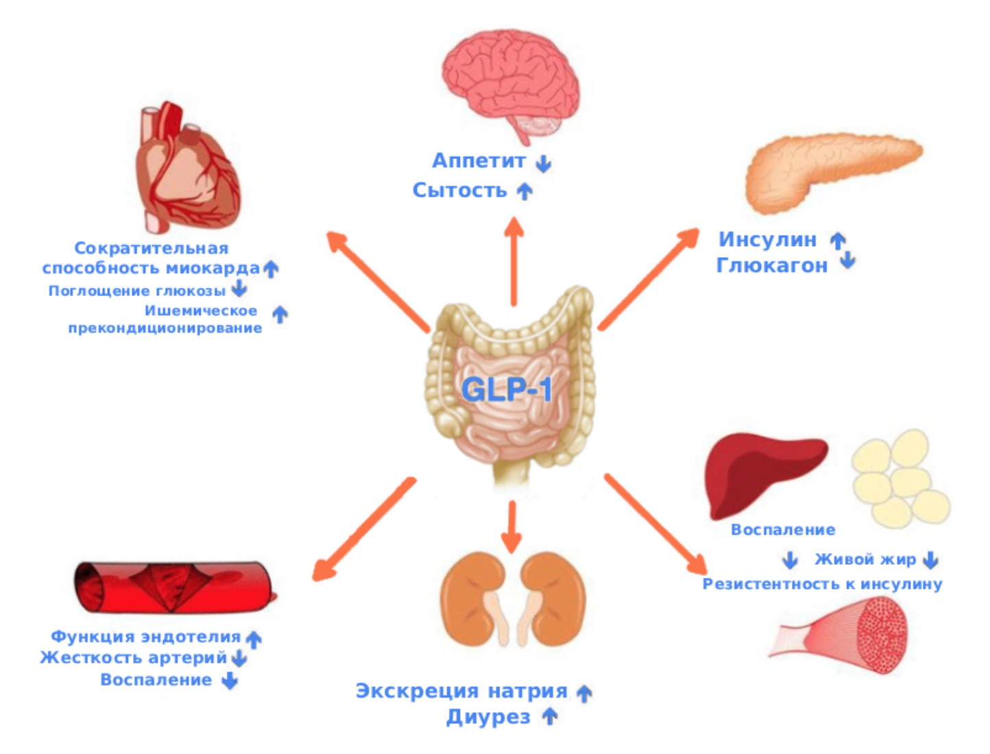 Лендинг подя GLP-1 оффер | Изображение 16